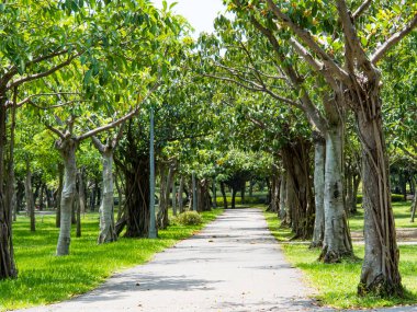 Parkta ağaçlar olan yeşil bir sokak.