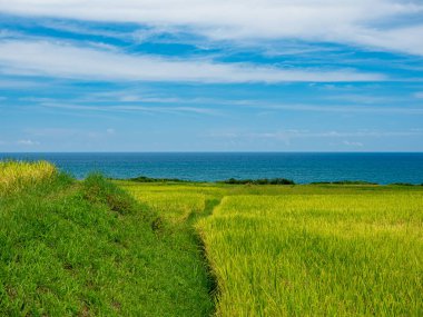 Rice paddies and seascapes in summer in Hualien, Taiwan.