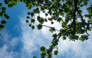 View up through the oak branches to the blue summer sky with clouds.