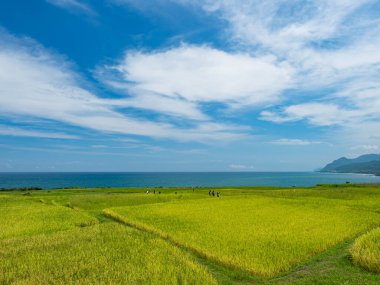 Rice paddies and seascapes in summer in Hualien, Taiwan.