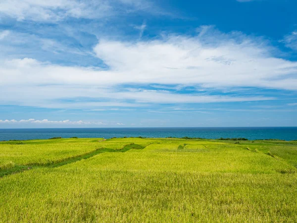 Rice paddies and seascapes in summer in Hualien, Taiwan.