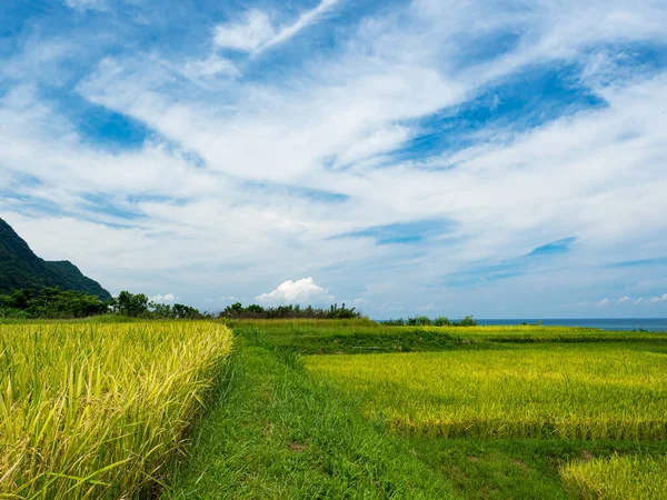 Rice paddies and seascapes in summer in Hualien, Taiwan.