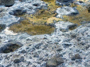 Vibrant colors of aquatic life in rock pools and the tidal zone of rocky coastline beach in hualien, Taiwan.