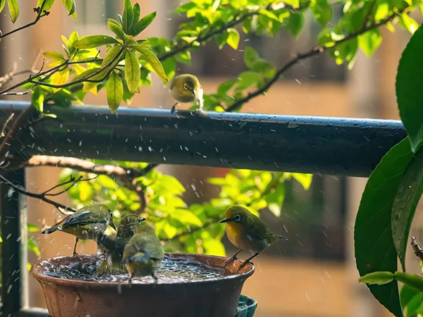 Cenário Tumultuoso Rebanho Branco Japonês Olho Que Toma Banho Uma — Fotografia de Stock