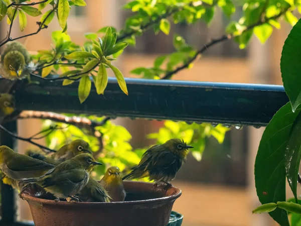 Cenário Tumultuoso Rebanho Branco Japonês Olho Que Toma Banho Uma — Fotografia de Stock