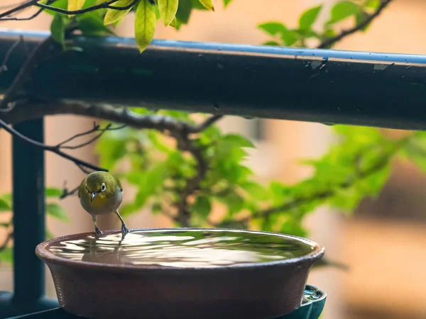 Décor Tumultueux Troupeau Blanc Japonais Oeil Qui Prend Bain Dans — Photo