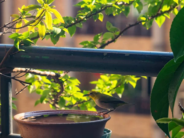 Cenário Tumultuoso Rebanho Branco Japonês Olho Que Toma Banho Uma — Fotografia de Stock