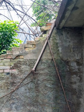 Ağaç kökleri ve dallar duvarda geziniyor.