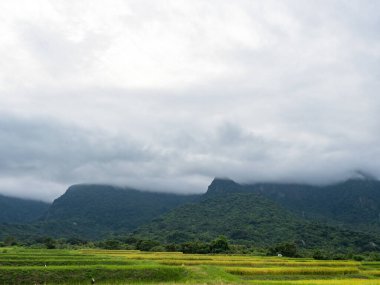 Tayvan, Hualien 'da yaz aylarında pirinç tarlaları ve sis dağları.