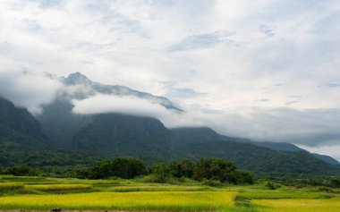 Tayvan, Hualien 'da yaz aylarında pirinç tarlaları ve sis dağları.