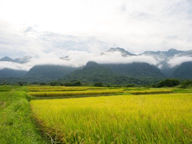 Tayvan, Hualien 'da yaz aylarında pirinç tarlaları ve sis dağları.