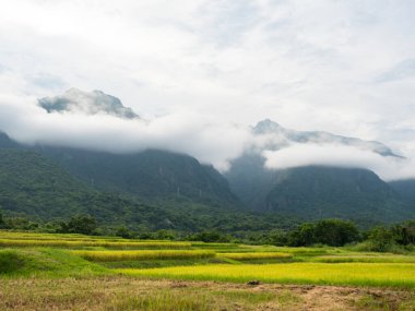 Tayvan, Hualien 'da yaz aylarında pirinç tarlaları ve sis dağları.