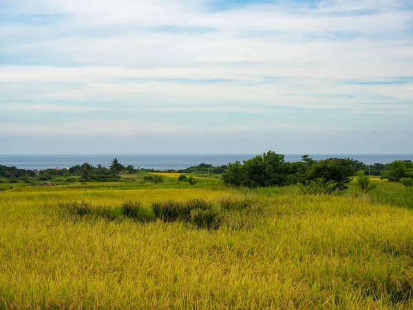 Ris Kuddar Och Dimma Berg Sommar Hualien Taiwan — Stockfoto