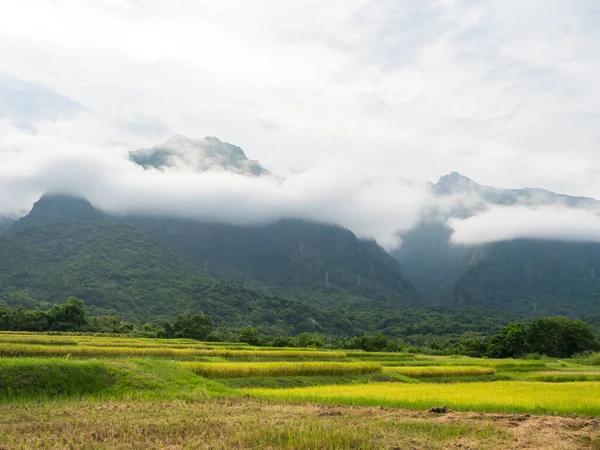 台湾花莲夏天的稻田和雾山 — 图库照片