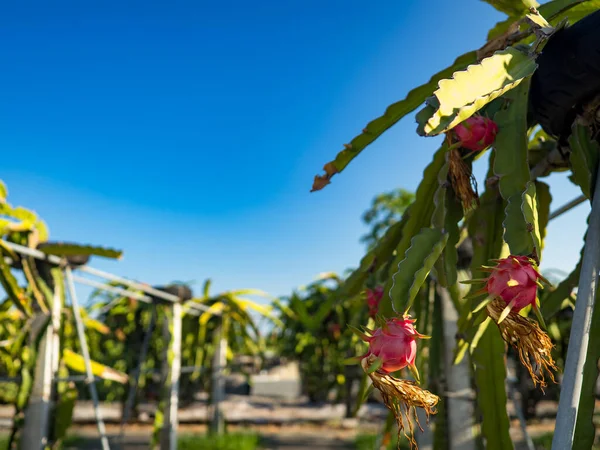 dragon fruit on the dragon fruit tree waiting for the harvest in the agriculture farm at asian, pitahaya plantation dragon fruit in taiwan in the summer