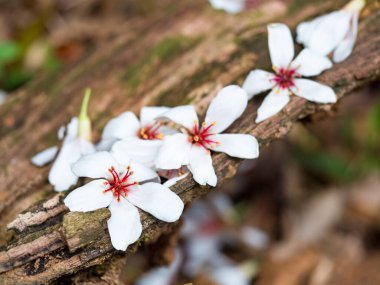 Güzel beyaz tung çiçeği düştü