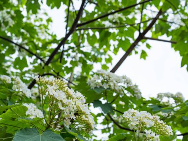 Dallarda beyaz tung çiçeği açar.