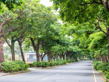 Ağaçların altında düz yolda peyzaj