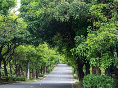 Ağaçların altında düz yolda peyzaj