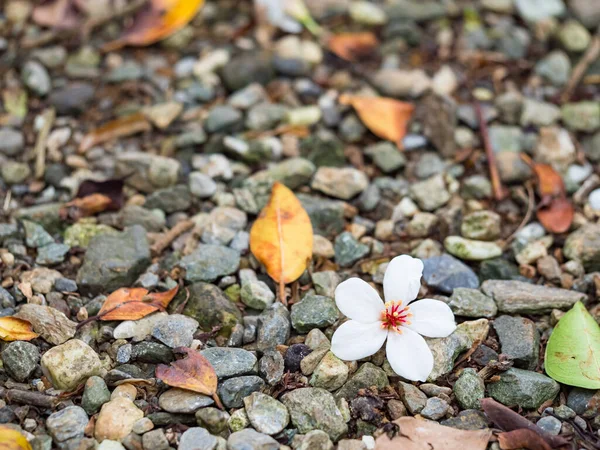 美丽的白色钨花飘落 — 图库照片