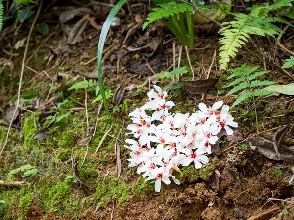 beautiful white tung flower fallen