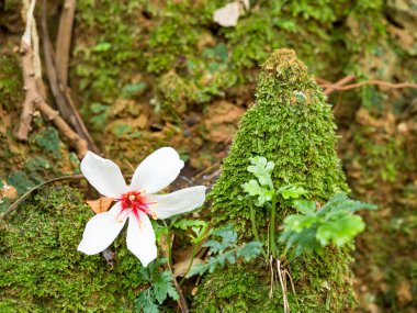 Güzel beyaz tung çiçeği düştü