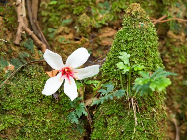 Güzel beyaz tung çiçeği düştü