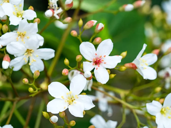 Біла Квітка Вольфраму Цвіте Гілках — стокове фото