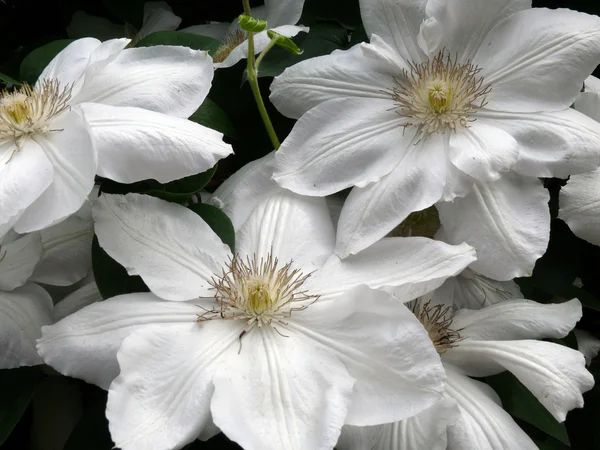 White Clematis — Stock Photo, Image