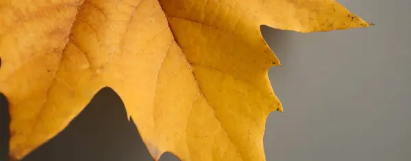 Sarı sonbahar yaprağı. Doğal ahşap doku arka planı.