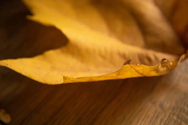 Sarı sonbahar yaprağı. Doğal ahşap doku arka planı.