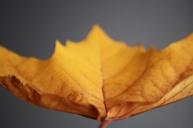 Gri arka planda sarı güzel akçaağaç yaprağı.