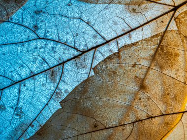 Şeffaf renkli doğal yapraklar. Yaprakların çok renkli arkaplanı. Yakın çekim, üst görünüm