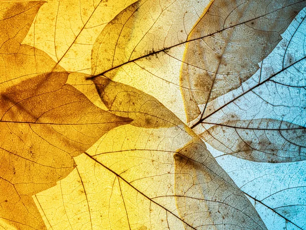 Şeffaf renkli doğal yapraklar. Yaprakların çok renkli arkaplanı. Yakın çekim, üst görünüm