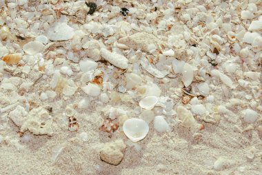 Tropik bir sahilde deniz kabukları. Yukarıdan görüntüle