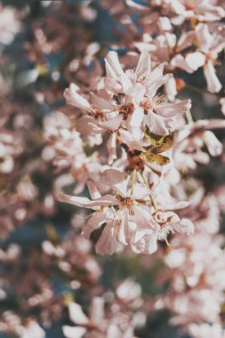 Mavi gökyüzünün altındaki ağaçta pembe kiraz çiçeklerinin güzel dallarının seçici odak noktası. Flora desenli doku, doğa çiçekli arka plan..