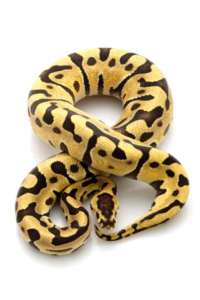 Bal python — Stockfoto