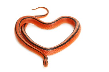 Tay bambu ratsnake