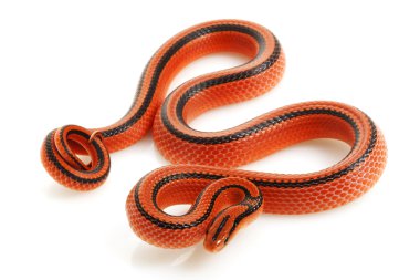 Tay bambu ratsnake