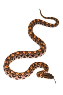 Brezilyalı rainbow boa