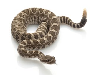 Northern Pacific Rattlesnake clipart