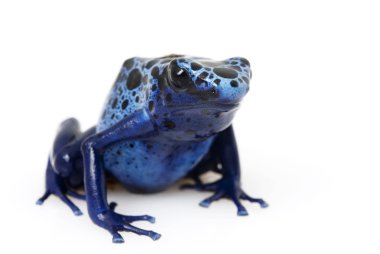 Mavi zehir ok Kurbağa (Dendrobates gök mavisi)