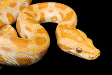 Albino Birmanya python