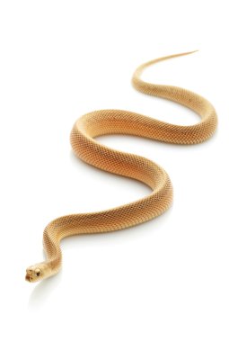 Patternless Southern Pine Snake clipart