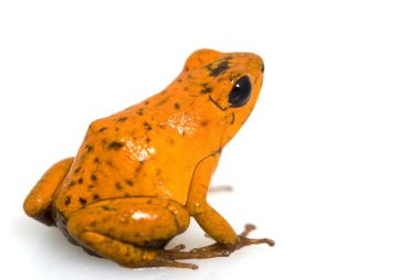 çilek zehirli ok kurbağası