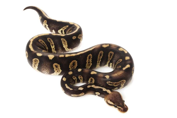 Ball python — Stock Photo, Image