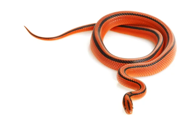 Thailändska bambu ratsnake — Stockfoto