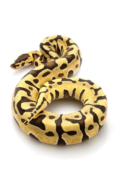 Ball python — Stock Photo, Image
