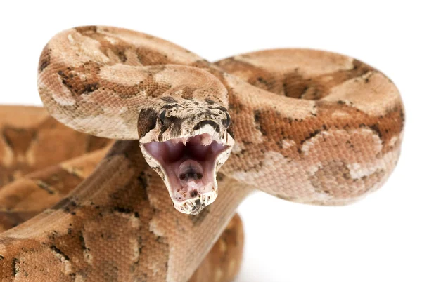 Boa argentina (Boa constrictor occidentalis ) — Foto Stock