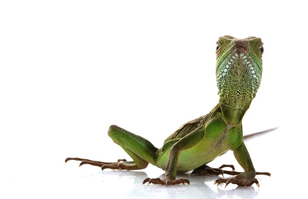 Bebek Çin su dragon